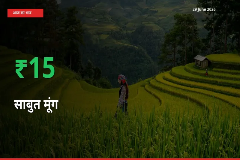 साबुत मूंग के दाम प्रमुख मंडी में 15.13% बढ़े, 24 घंटे में बड़ा बदलाव