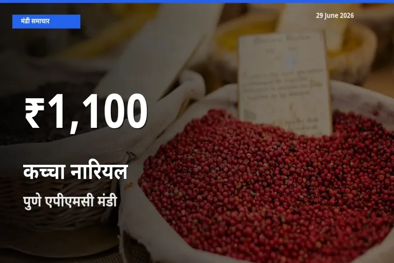 किसानों के लिए चिंता का विषय? कच्चा नारियल के दाम पुणे एपीएमसी में 30 दिन के न्यूनतम स्तर पर