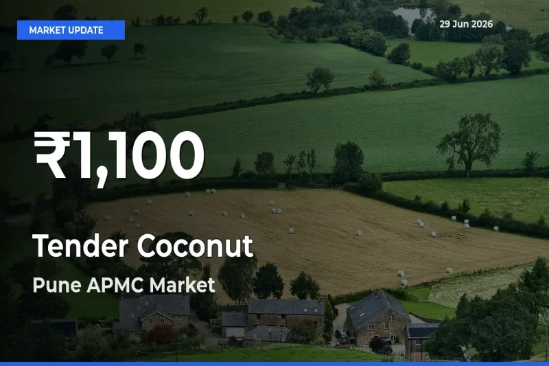 Big Drop! Tender Coconut Slides to 30-Day Low at Pune APMC