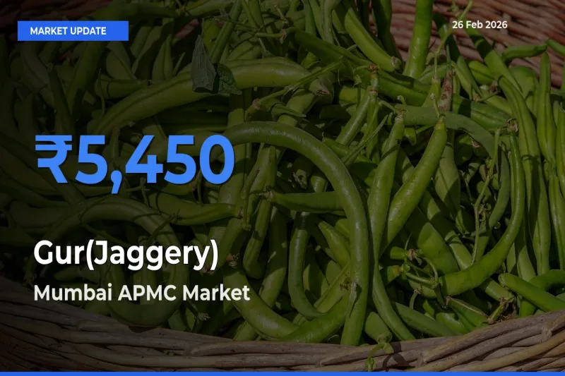 Farmers Prefer Mumbai APMC as Gur(Jaggery) Hits Highest Rate
