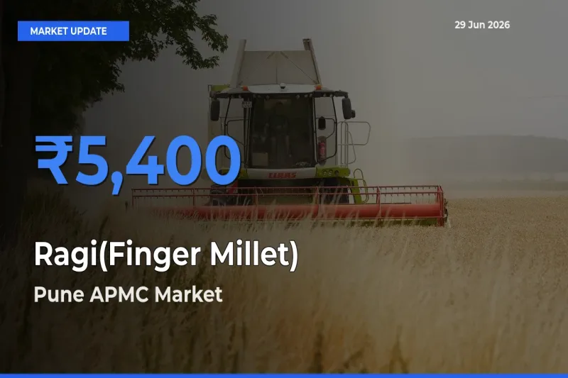 Top Performer! Pune APMC Offers Best Ragi(Finger Millet) Price Today