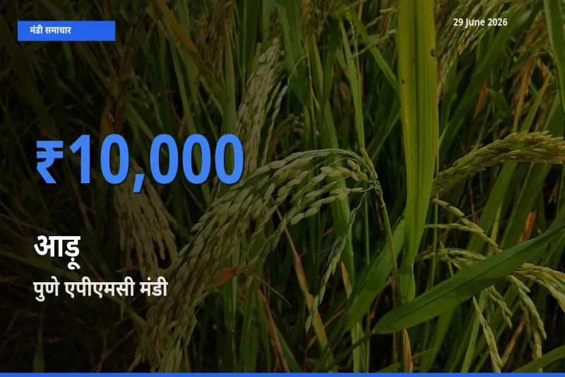 टॉप मंडी बना पुणे एपीएमसी! आड़ू के सबसे ऊँचे दाम यहीं दर्ज