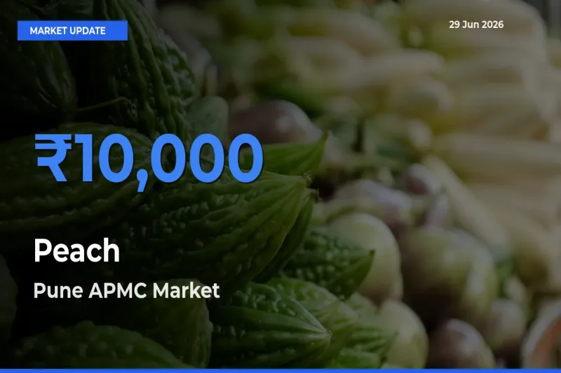 Top Performer! Pune APMC Offers Best Peach Price Today
