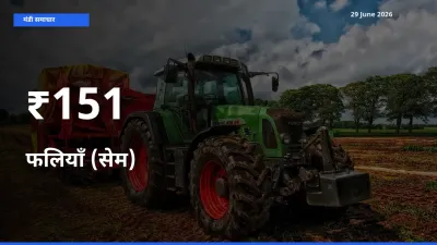 फलियाँ (सेम) के दामों का असर कई मंडियों में, बाज़ार दिशा स्पष्ट