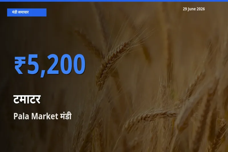 Pala Market मंडी में आज टमाटर के सबसे ऊँचे दाम दर्ज