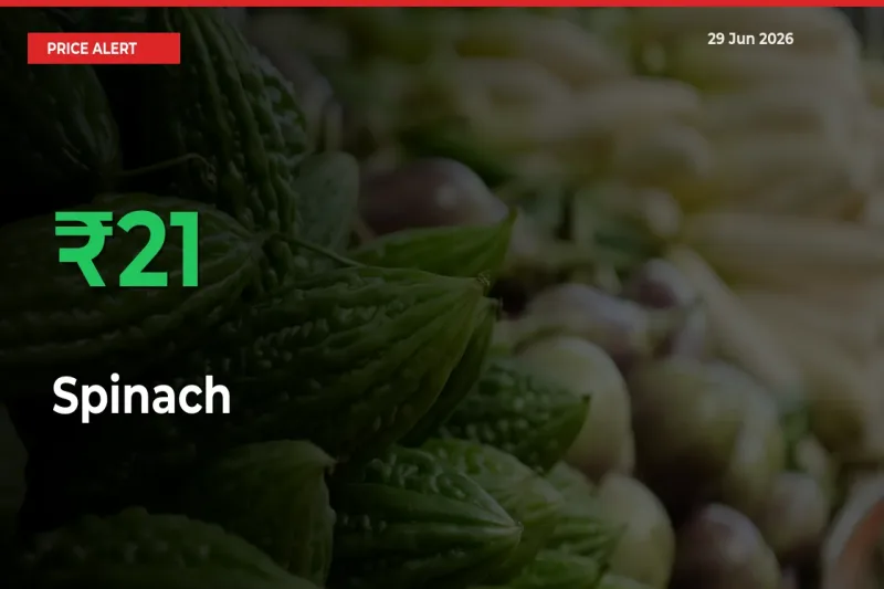 Sharp Jump! Spinach Prices Climb 21.21% in 24 Hours at Key Mandis