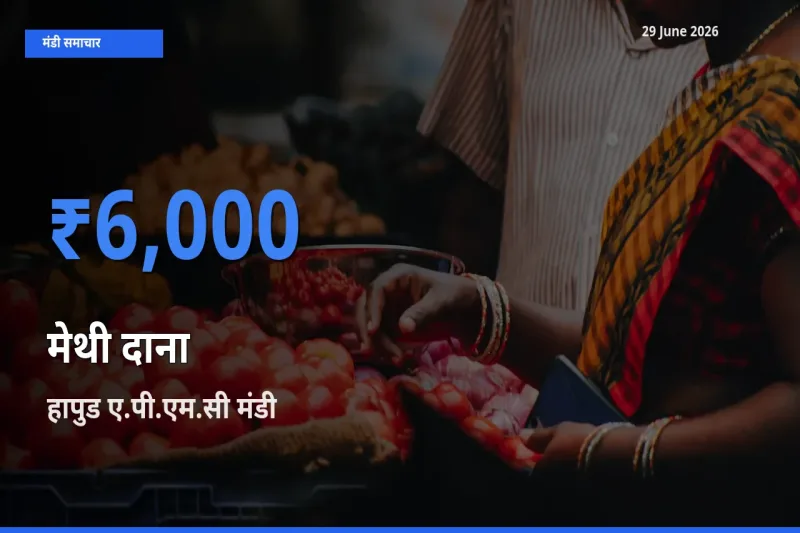 आज मेथी दाना के सबसे ऊँचे दाम ₹6,000 हापुड ए.पी.एम.सी मंडी में