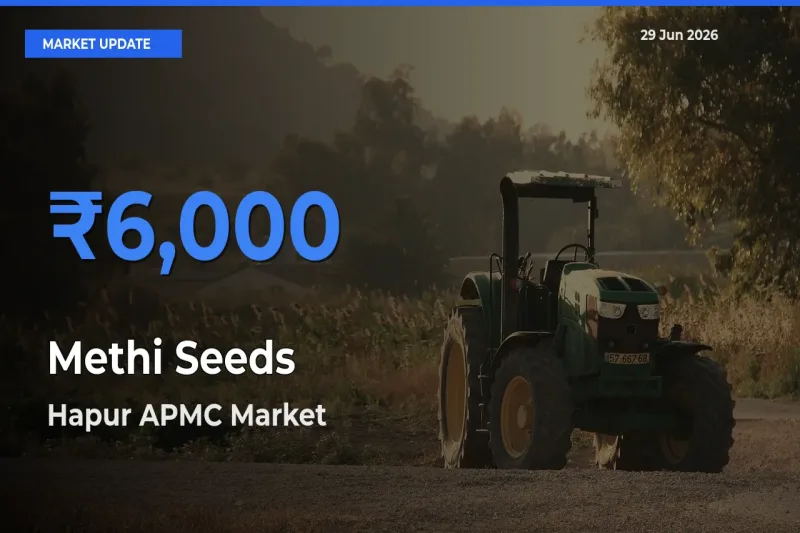 Hapur APMC Emerges as Top Mandi for Methi Seeds Prices Today