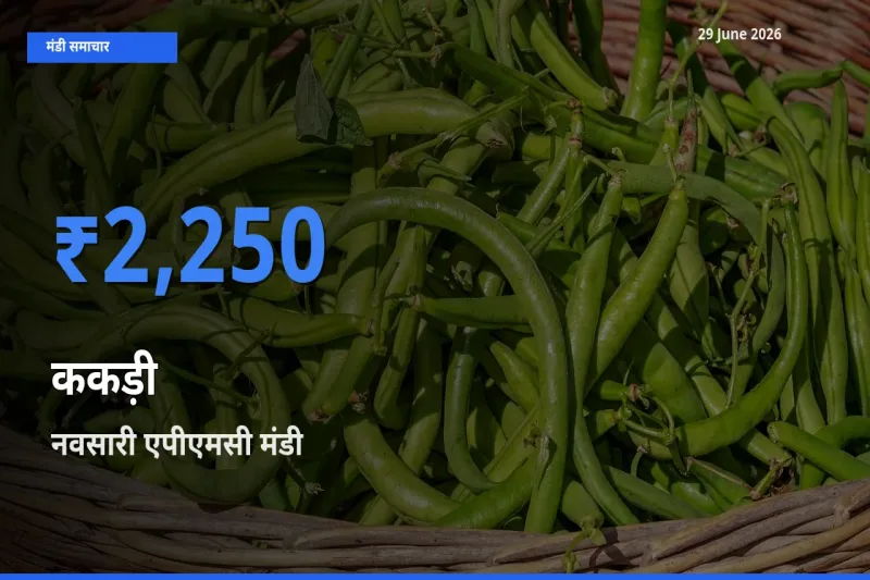 आज ककड़ी के सबसे ऊँचे दाम ₹2,250 नवसारी एपीएमसी मंडी में
