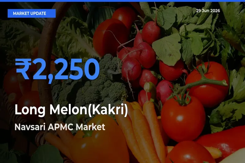 Navsari APMC Tops Long Melon(Kakri) Rates – June 29 Market Update