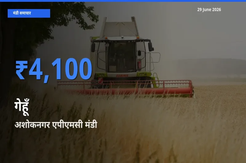 अशोकनगर एपीएमसी मंडी में आज गेहूँ के सबसे ऊँचे दाम दर्ज