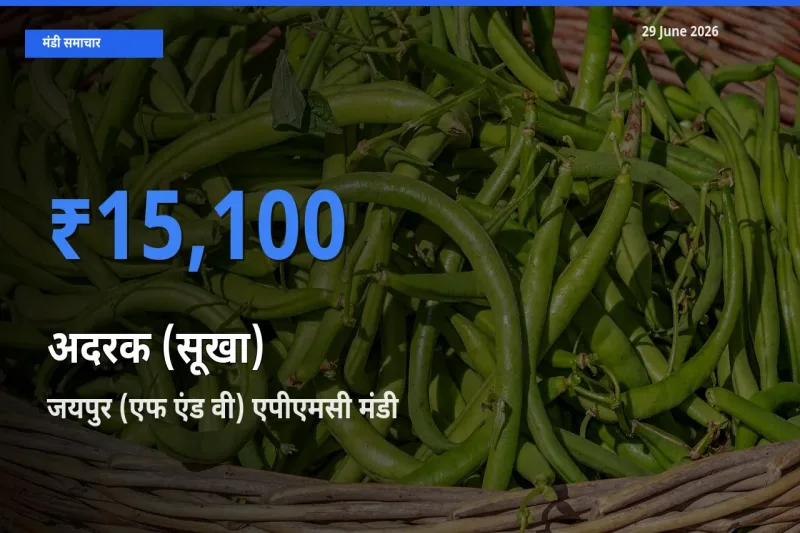 किसानों की पसंद बना जयपुर (एफ एंड वी) एपीएमसी, अदरक (सूखा) के सबसे अच्छे दाम