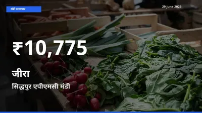 29 June अपडेट: जीरा के दाम 30 दिन के न्यूनतम स्तर पर, सिद्धपुर एपीएमसी