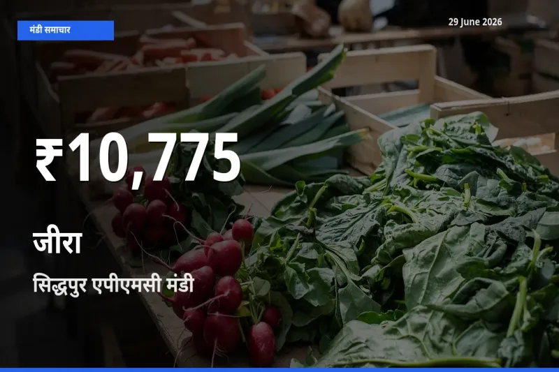 29 June अपडेट: जीरा के दाम 30 दिन के न्यूनतम स्तर पर, सिद्धपुर एपीएमसी
