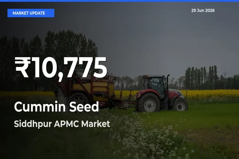 Big Drop! Cummin Seed Slides to 30-Day Low at Siddhpur APMC