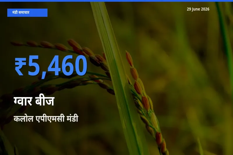 आज ग्वार बीज के सबसे ऊँचे दाम ₹5,460 कलोल एपीएमसी मंडी में