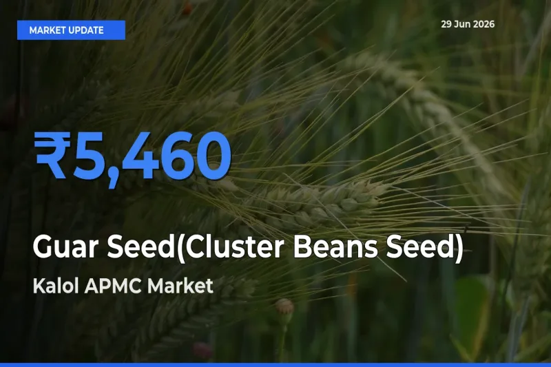 Guar Seed(Cluster Beans Seed) Mandi Rate Today: Kalol APMC Tops the List