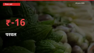 29 June अपडेट: परवल के दाम मंडी में 16.45% गिरे