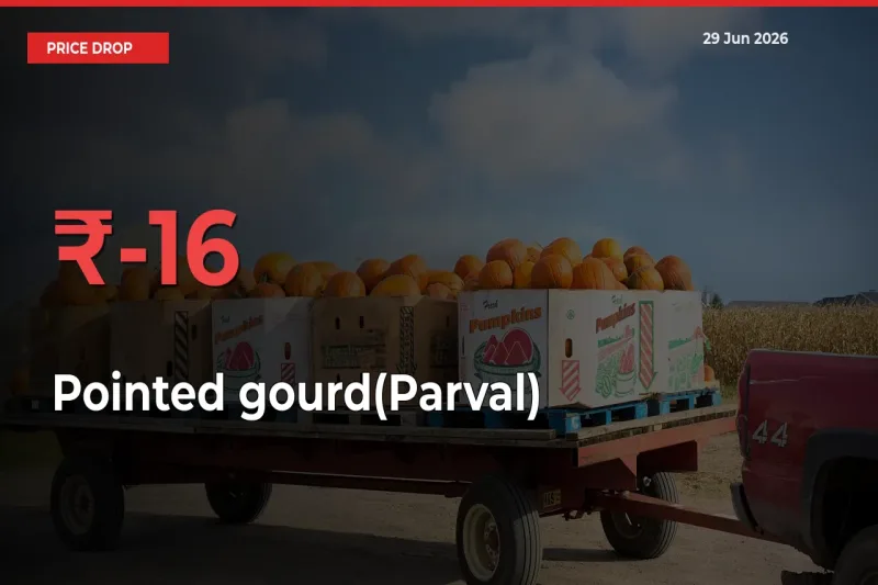Pointed gourd(Parval) Prices Drop 16.45% in 24 Hours at Major Mandis