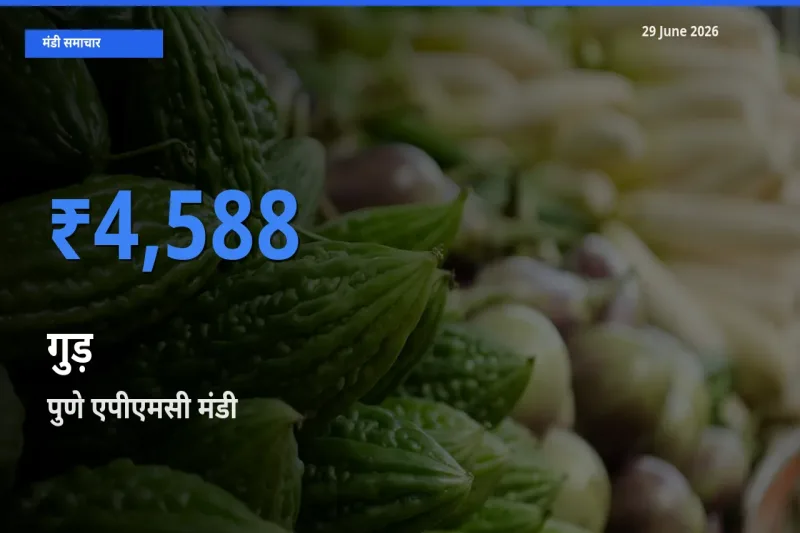बाज़ार संकेत: पुणे एपीएमसी बना गुड़ के लिए आज की टॉप मंडी