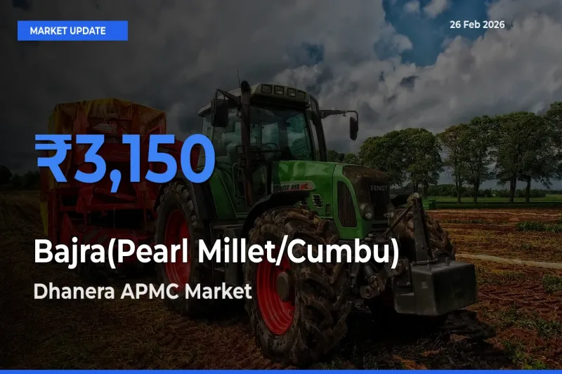 Top Performer! Dhanera APMC Offers Best Bajra(Pearl Millet/Cumbu) Price Today