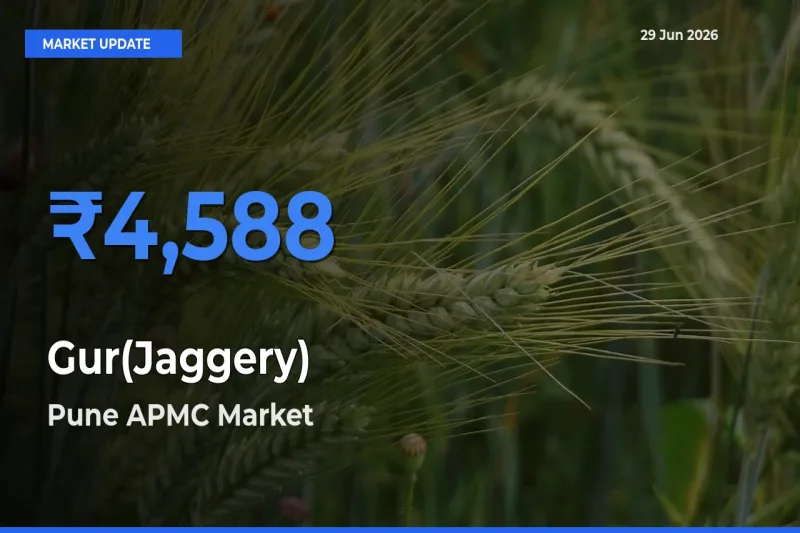 Pune APMC Tops Gur(Jaggery) Rates – June 29 Market Update