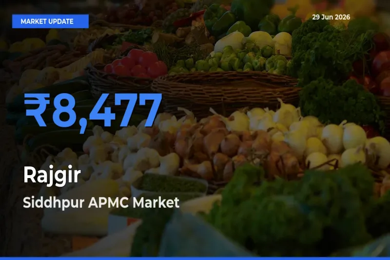 Siddhpur APMC Records Highest ₹8,477 Rate for Rajgir