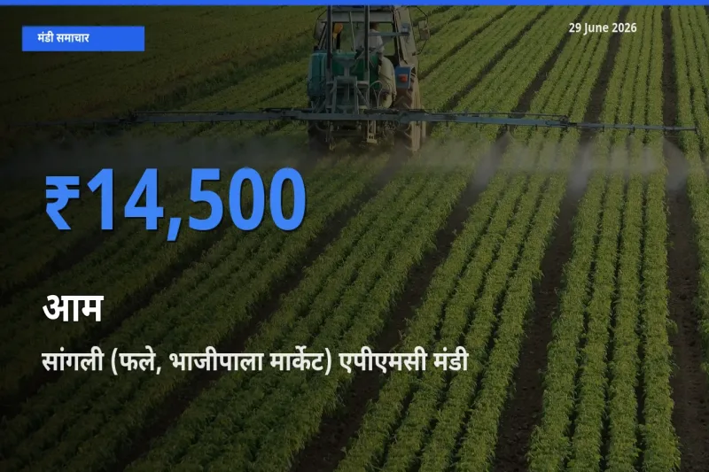 आज का मंडी भाव: आम के सबसे ज़्यादा दाम सांगली (फले, भाजीपाला मार्केट) एपीएमसी में