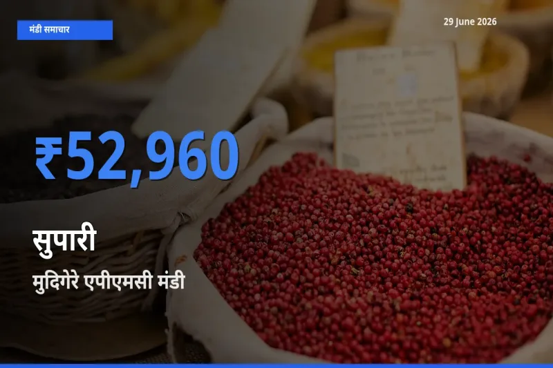 29 June अपडेट: सुपारी के सबसे ऊँचे दाम मुदिगेरे एपीएमसी मंडी में