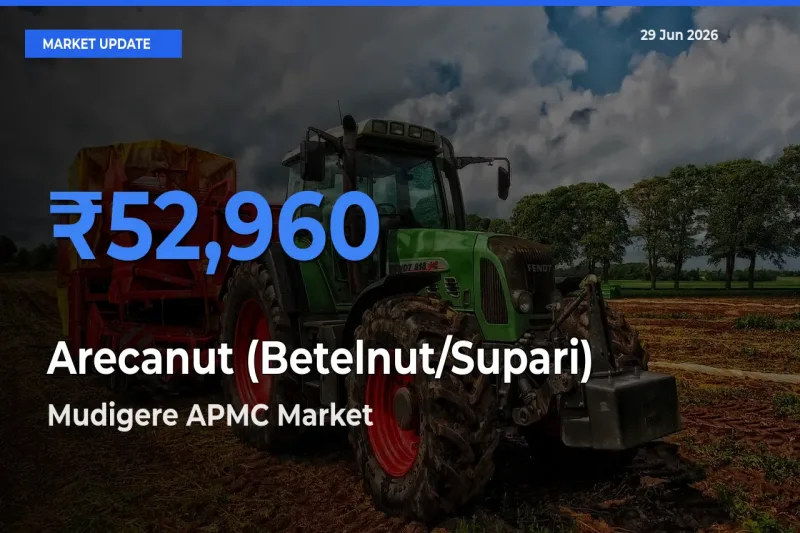 Market Watch: Mudigere APMC Becomes Top Mandi for Arecanut (Betelnut/Supari)