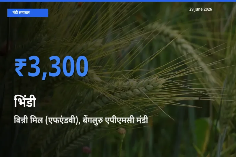 आज भिंडी के सबसे ऊँचे दाम ₹3,300 बिन्नी मिल (एफएंडवी), बेंगलुरु एपीएमसी मंडी में