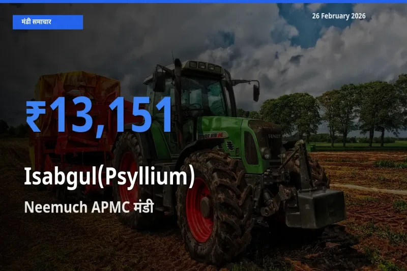 आज Isabgul(Psyllium) के सबसे ऊँचे दाम ₹13,151 Neemuch APMC मंडी में