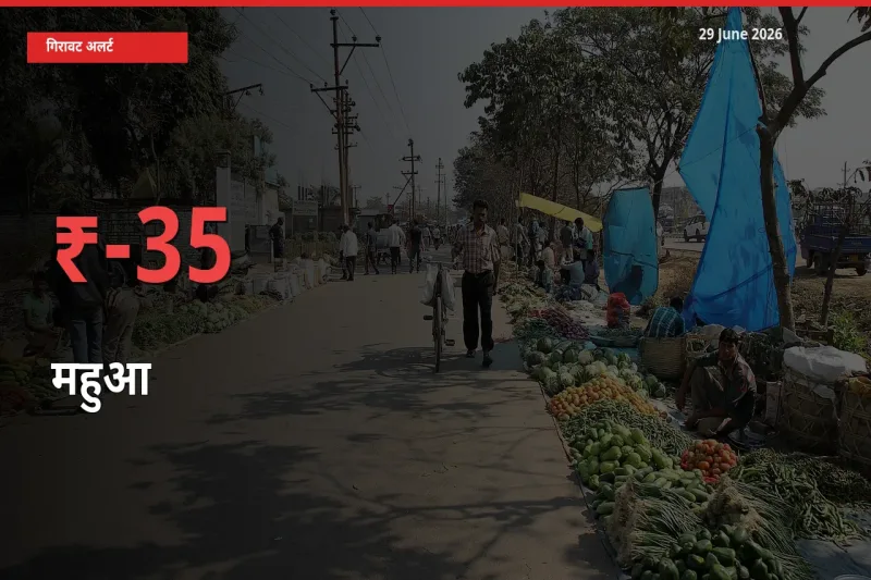 बाज़ार संकेत: महुआ के भाव मंडी में 35.23% नीचे