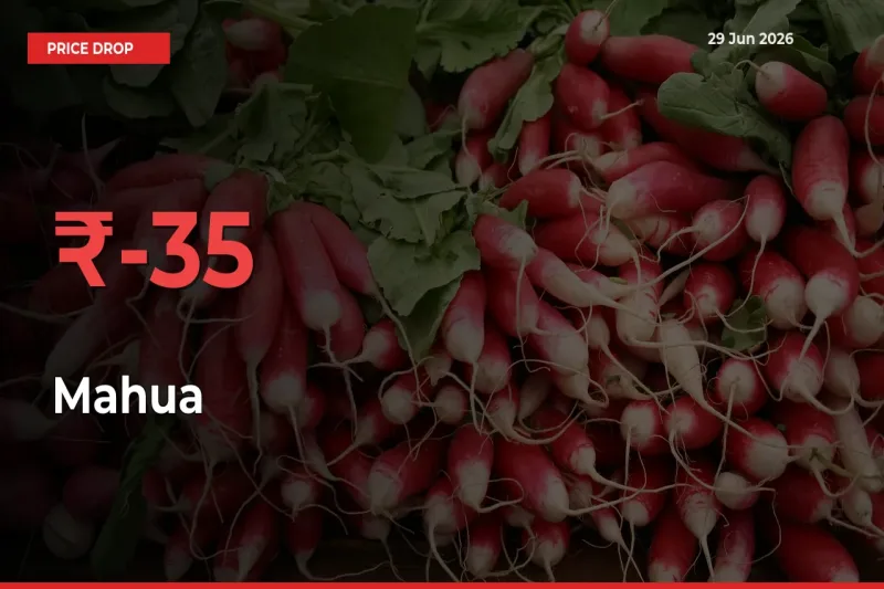 Mahua Mandi Rate Today: Prices Fall 35.23% at Market