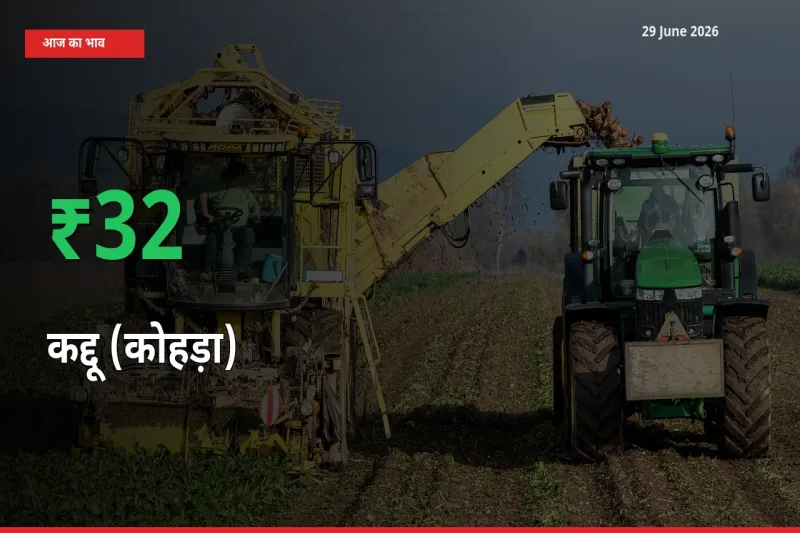 कद्दू (कोहड़ा) 32.43% उछला, मंडी