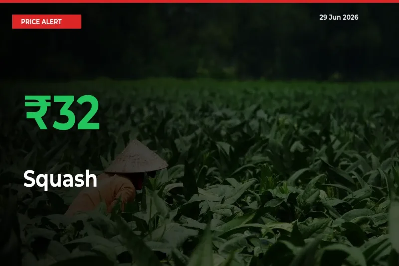 Farmers Cheer as Squash Prices Surge 32.43% in Local Mandis
