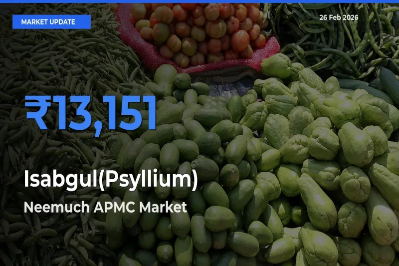 Farmers Prefer Neemuch APMC as Isabgul(Psyllium) Hits Highest Rate