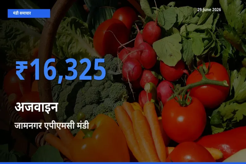 आज अजवाइन के सबसे ज़्यादा दाम जामनगर एपीएमसी मंडी में दर्ज