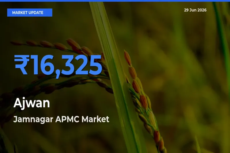 Jamnagar APMC Tops Ajwan Mandi Rates Today