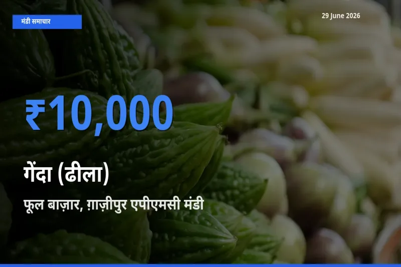 आज गेंदा (ढीला) के सबसे ज़्यादा दाम फूल बाज़ार, ग़ाज़ीपुर एपीएमसी मंडी में दर्ज