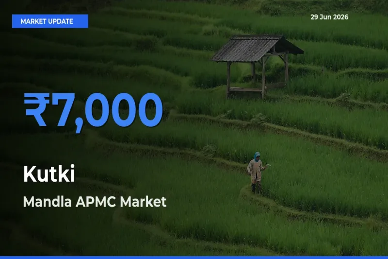 Farmers Prefer Mandla APMC as Kutki Hits Highest Rate