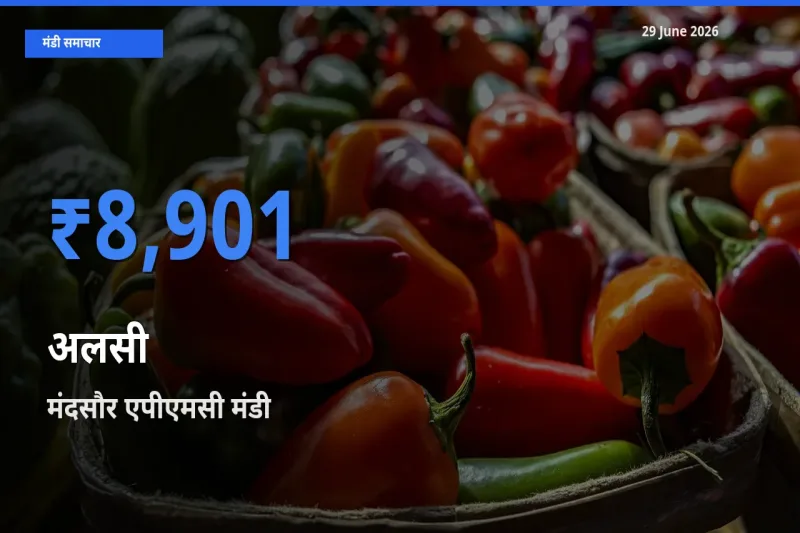 मंदसौर एपीएमसी में अलसी का आज सबसे ऊँचा भाव