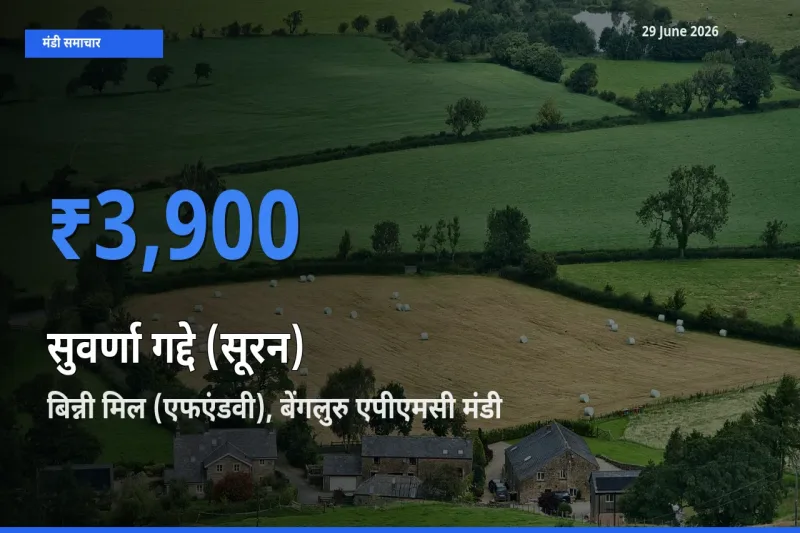 बाज़ार संकेत: बिन्नी मिल (एफएंडवी), बेंगलुरु एपीएमसी बना सुवर्णा गद्दे (सूरन) के लिए आज की टॉप मंडी