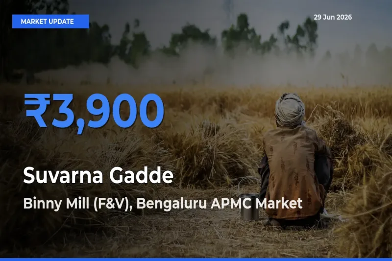 Binny Mill (F&V), Bengaluru APMC Records Highest ₹3,900 Rate for Suvarna Gadde