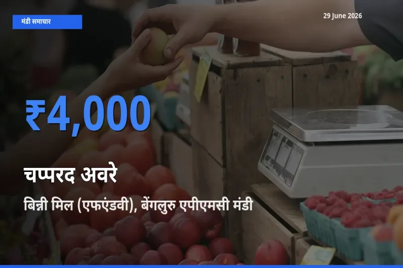 आज का मंडी भाव: चप्परद अवरे के सबसे ज़्यादा दाम बिन्नी मिल (एफएंडवी), बेंगलुरु एपीएमसी में