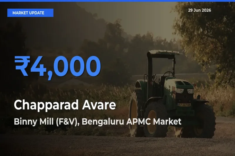 Binny Mill (F&V), Bengaluru APMC Leads as Top Mandi for Chapparad Avare Prices