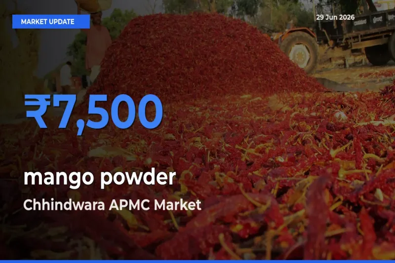 Top Performer! Chhindwara APMC Offers Best mango powder Price Today