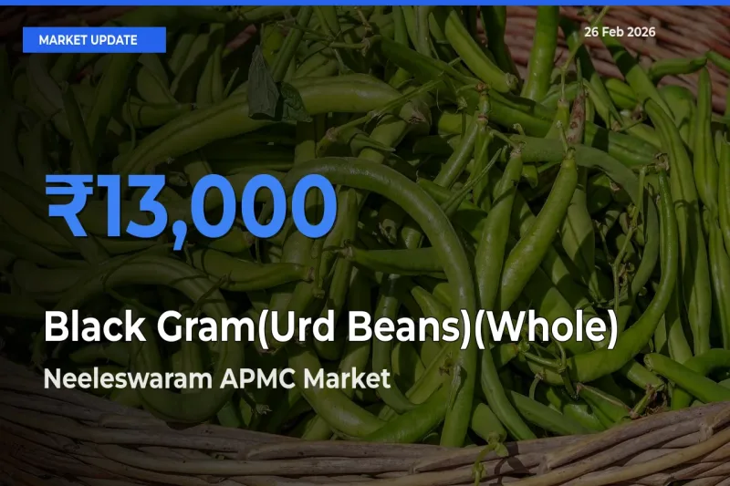 Neeleswaram APMC Offers ₹13,000 – Highest Black Gram(Urd Beans)(Whole) Rate Today