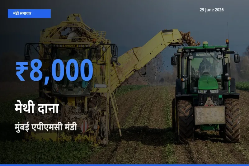 किसानों की पसंद बना मुंबई एपीएमसी, मेथी दाना के सबसे अच्छे दाम
