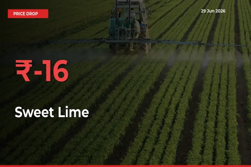 Farmers Alert as Sweet Lime Prices Slide 15.61% in Local Mandis